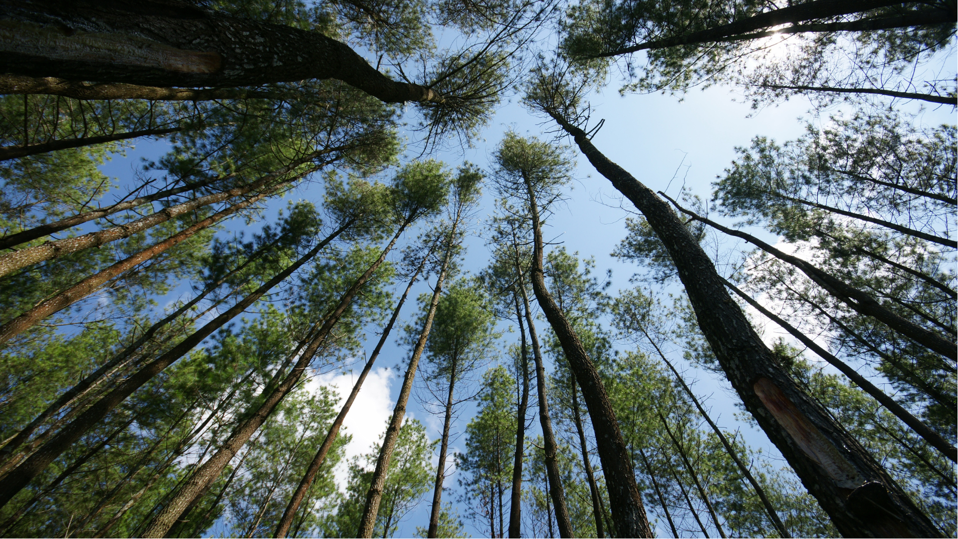 Investir dans les bois et forêts : une hausse nette des prix en