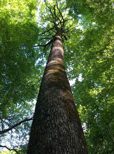 ARBRE CHENE