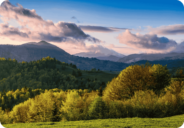 Dégradé couleurs foret