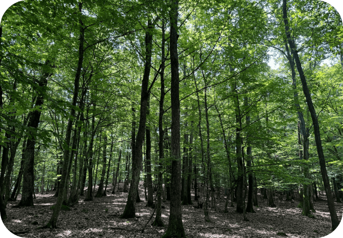 FORET SLOVAQUE