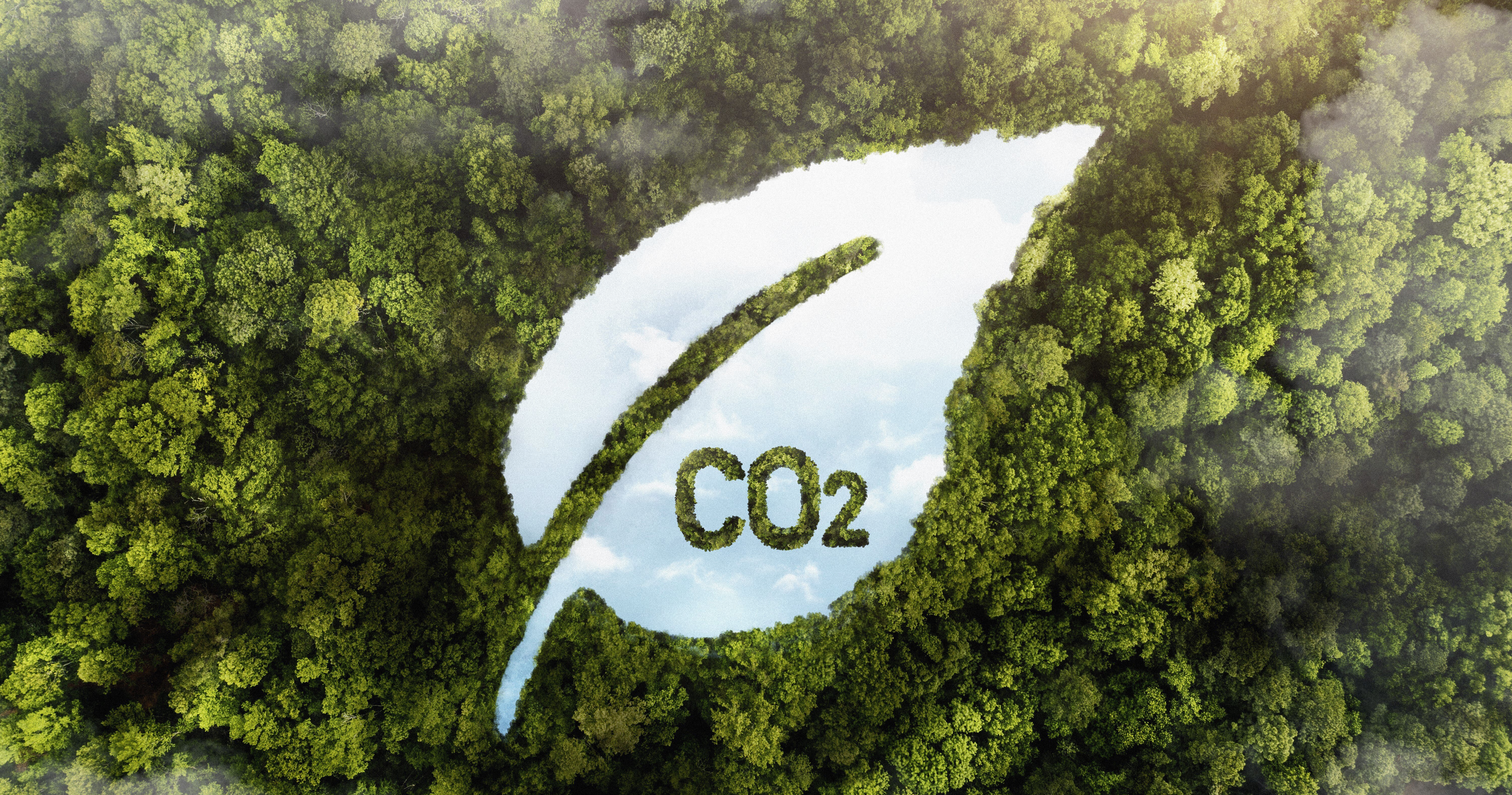 vue-arbres-foret-verte-co2