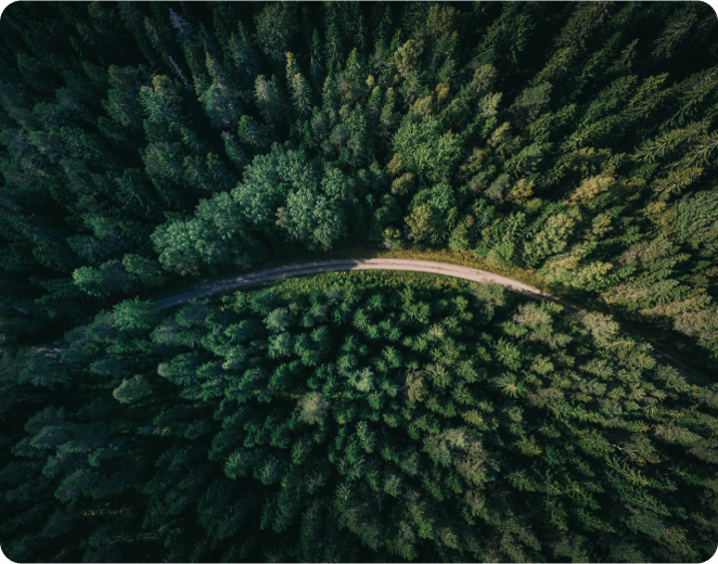 photo d'une route au milieu d'une forêt