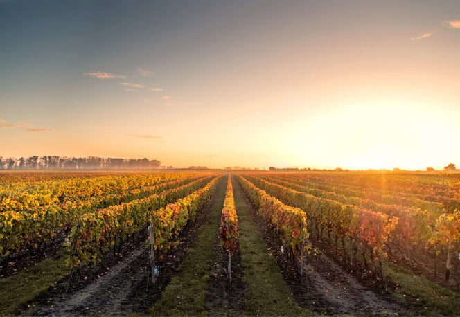 photo d'un champ de vignes