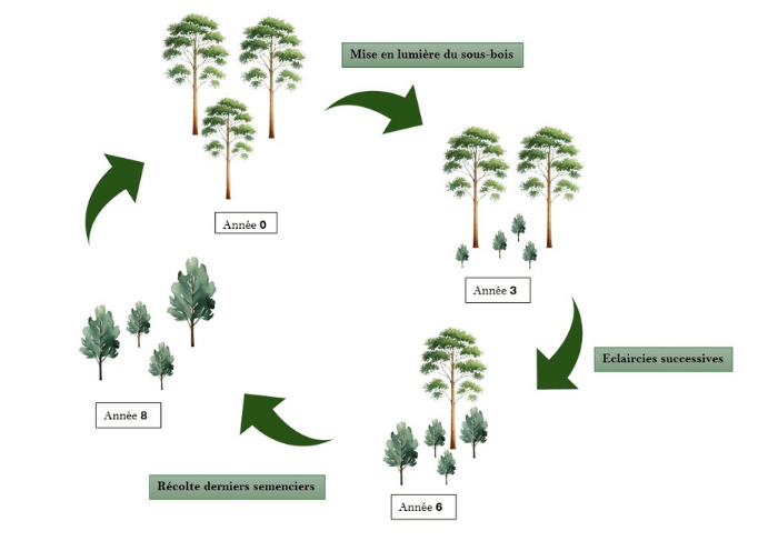 schema renouvellement