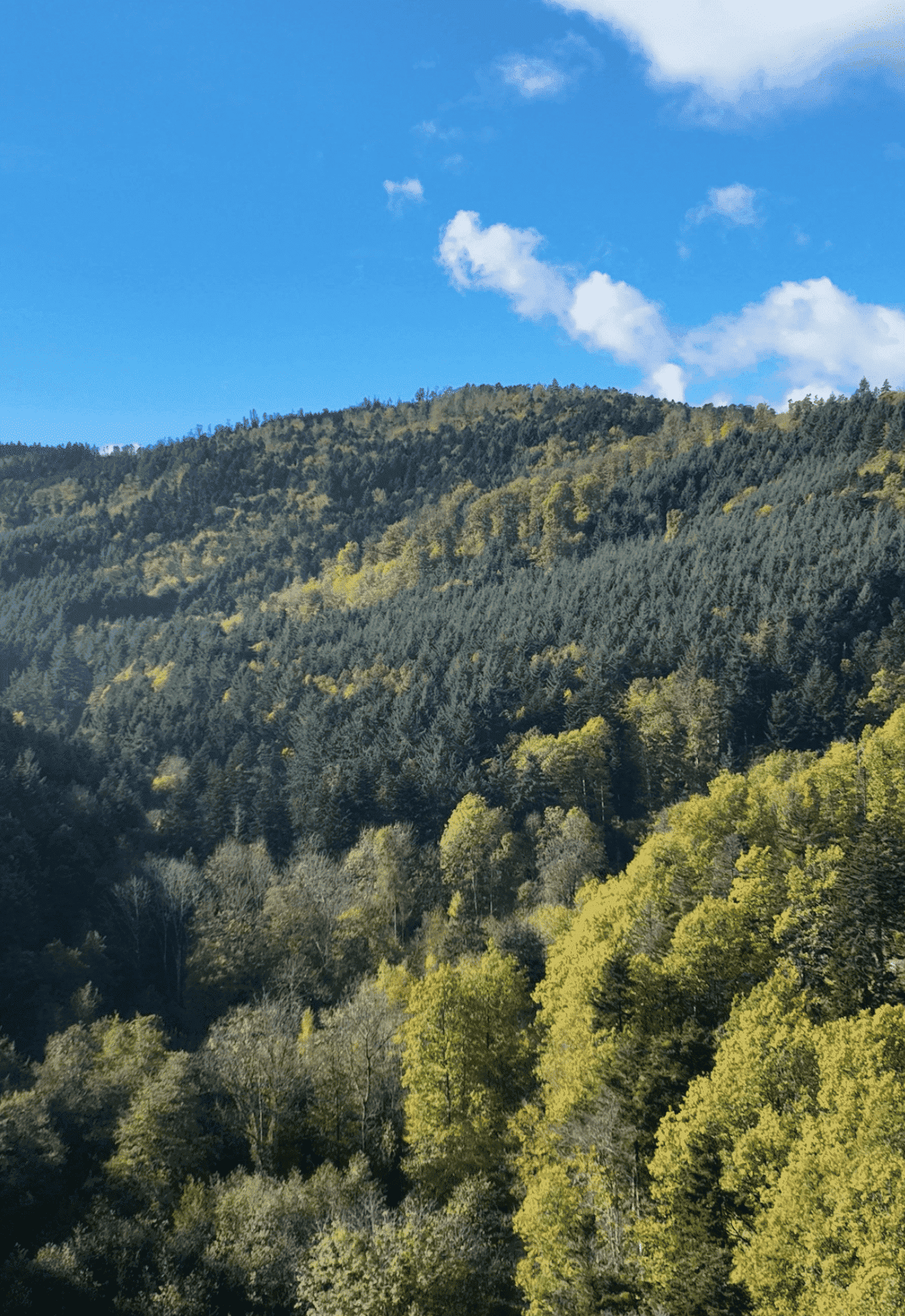 Forêt de la Mathé