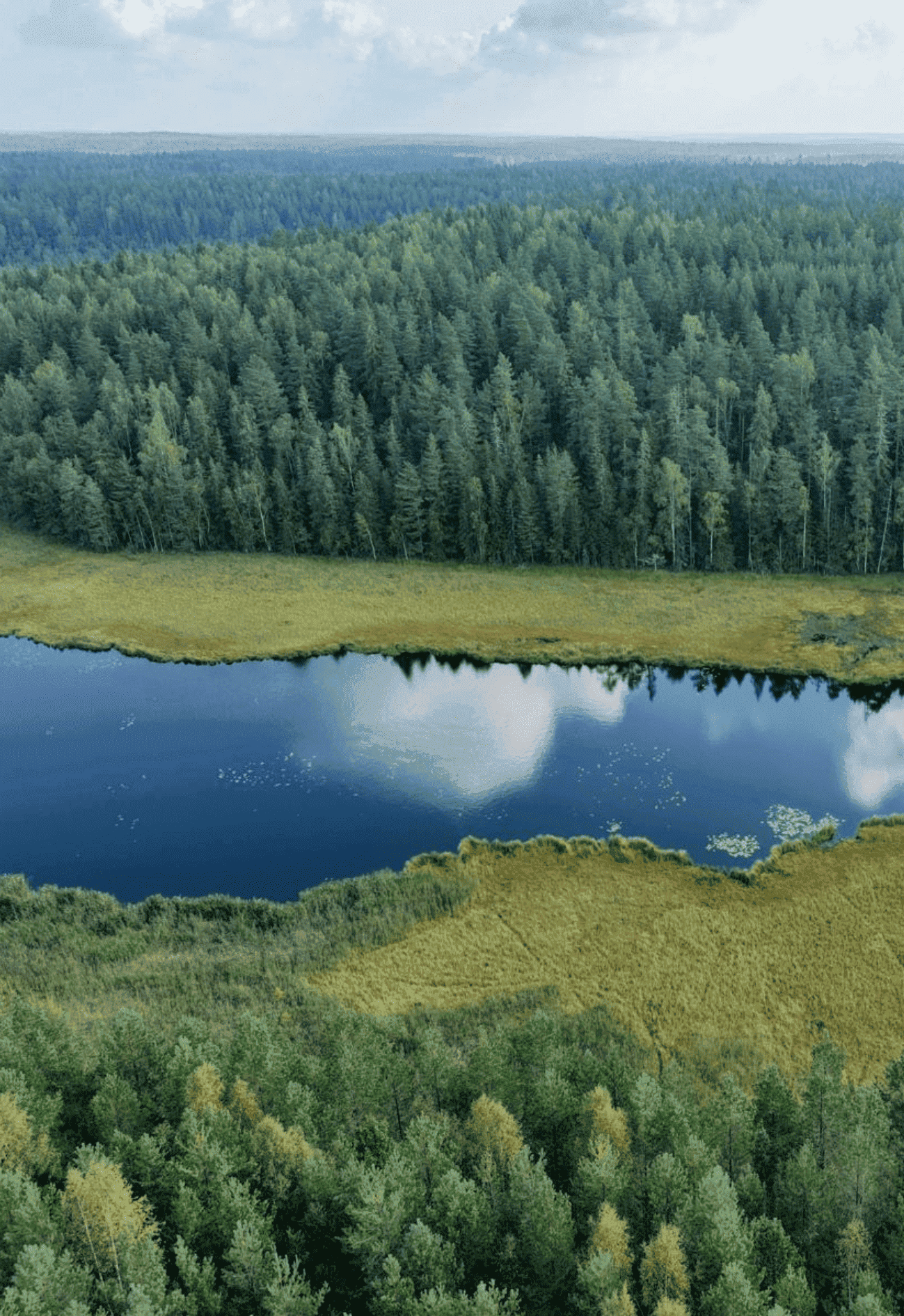 Forêt de Salo Puustola