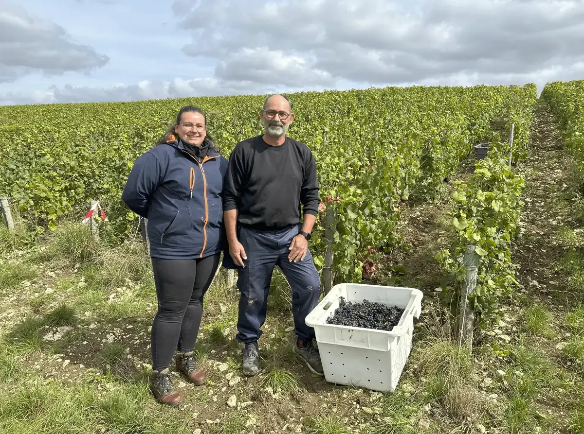 Les vendanges 2024 en Champagne : un équilibre fragile