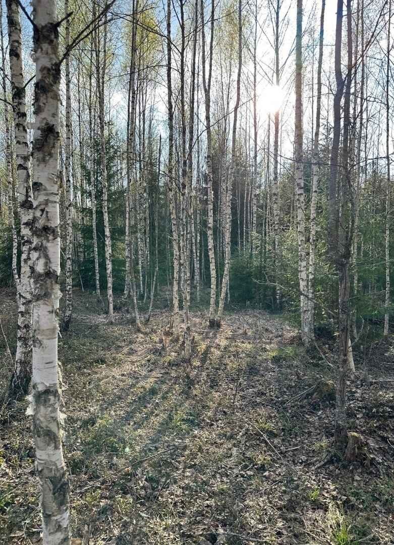 France Valley achète une première forêt en Lettonie !