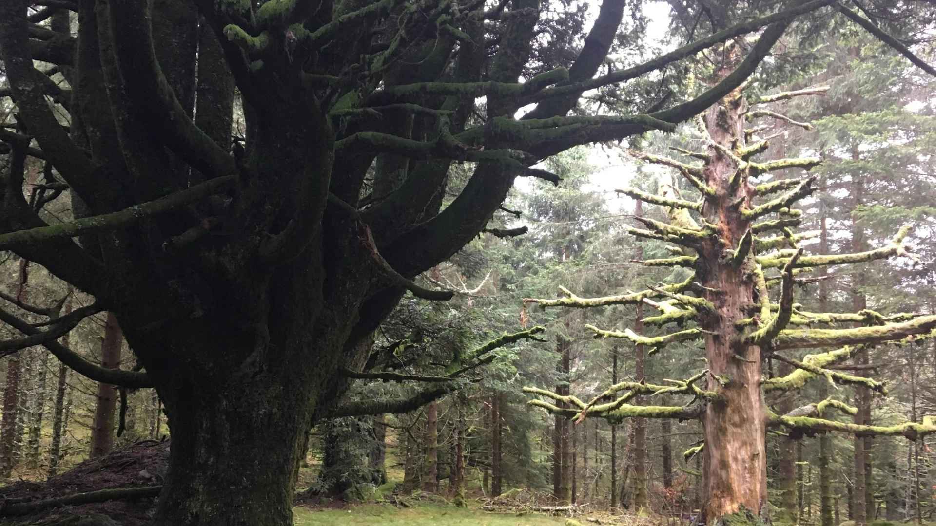 Conservation d’îlots de sénescence