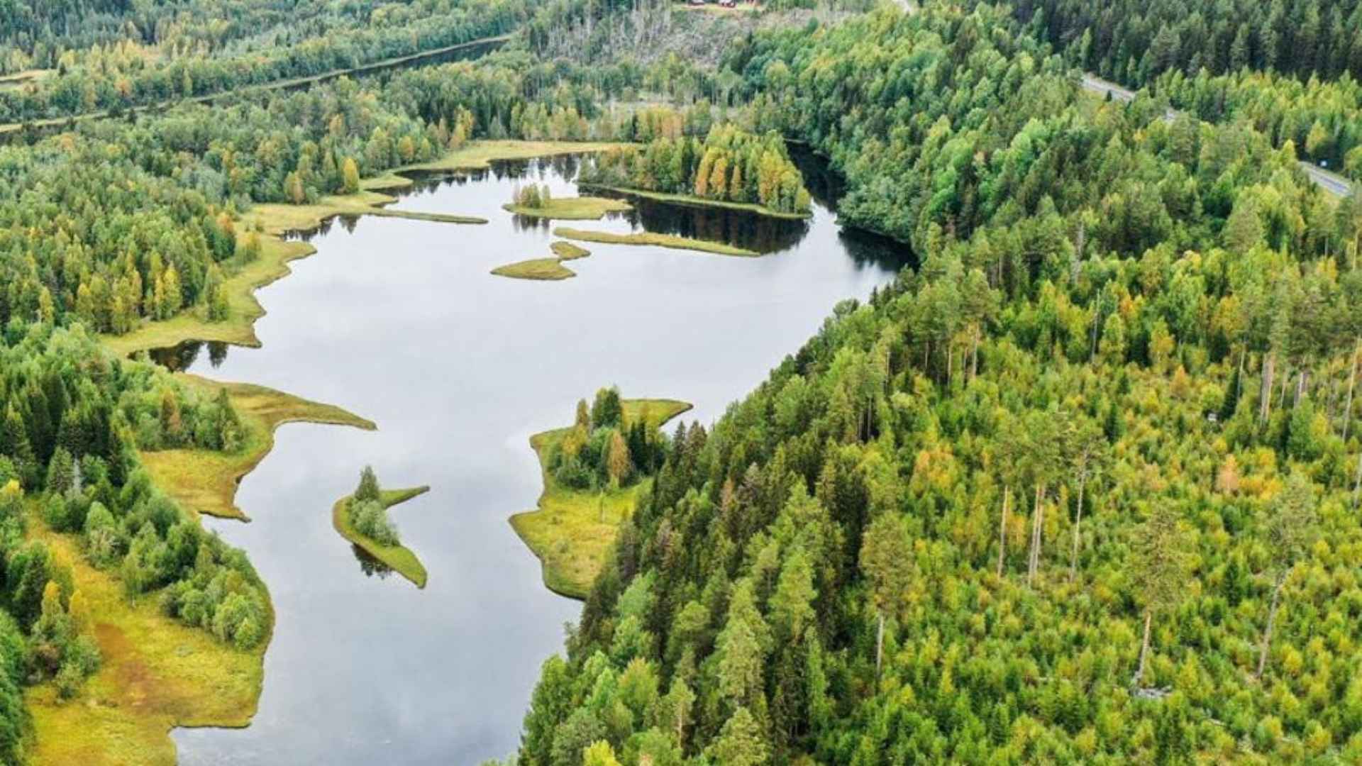 Une première forêt en Suède !