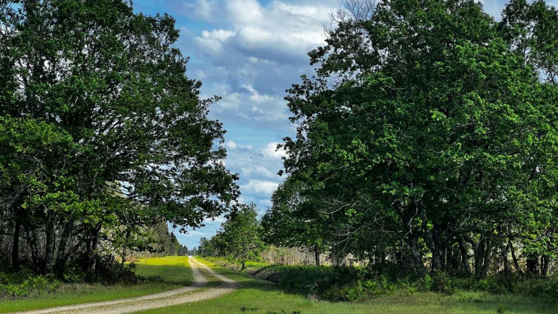 Nouvelle acquisition : Forêt du Parc Pereire